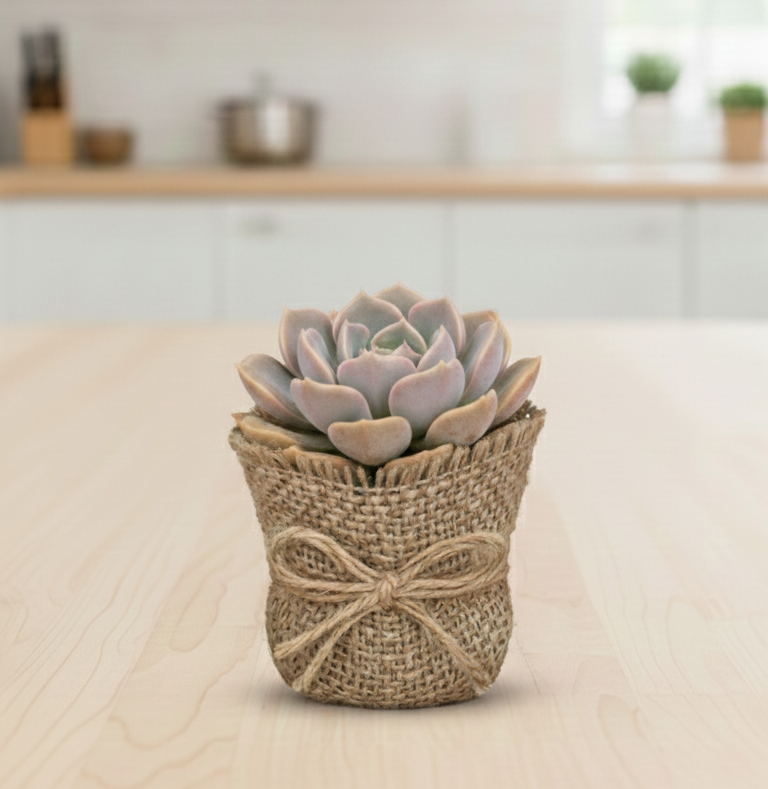 Dusty Rose Echeveria