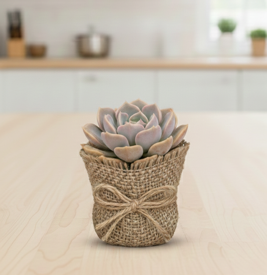 Dusty Rose Echeveria