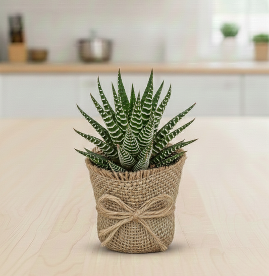 Frek- Haworthia Zebra